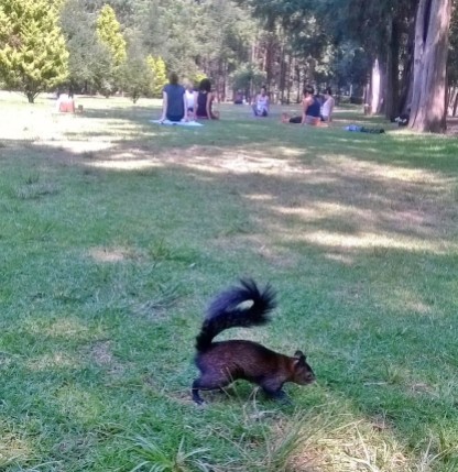 Black squirrels. A first for Hamish... and us.